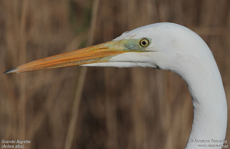 Great Egret