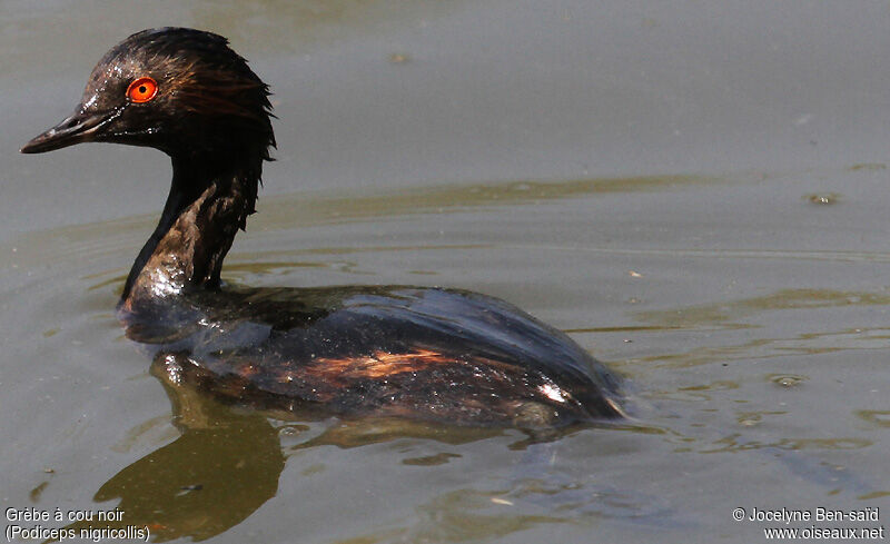 Black-necked Grebe