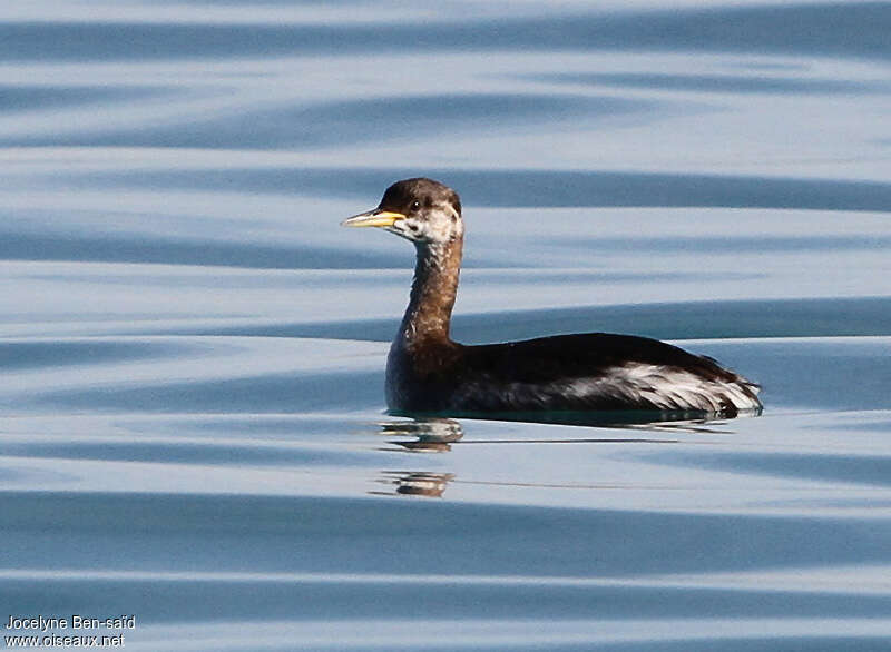 Red-necked GrebeFirst year, identification