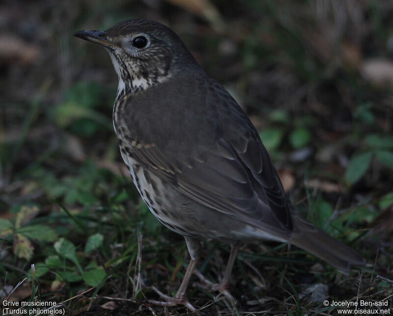 Song Thrush