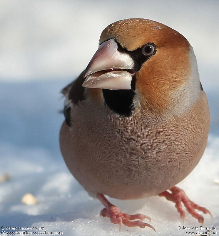 Hawfinch male