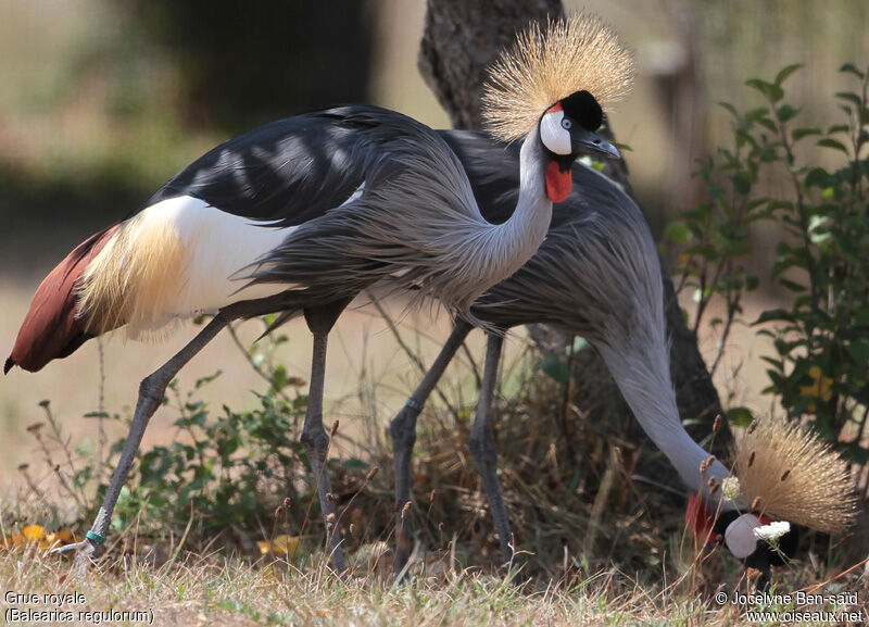 Grey Crowned Crane