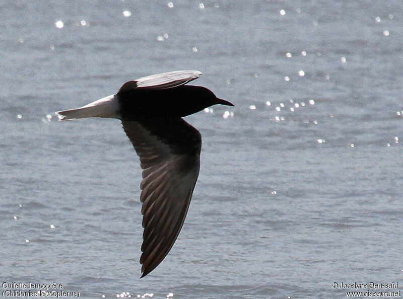 Guifette leucoptère