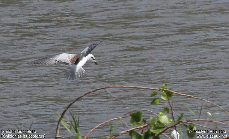 White-winged TernFirst year