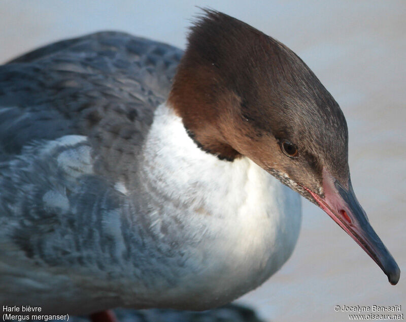 Common Merganser male Second year