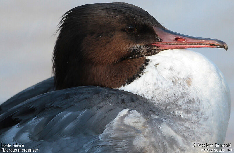 Common Merganser male Second year