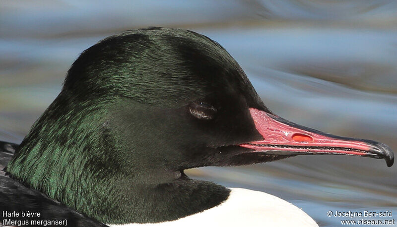 Common Merganser male