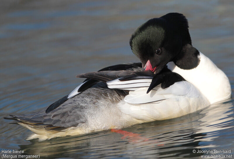 Common Merganser male