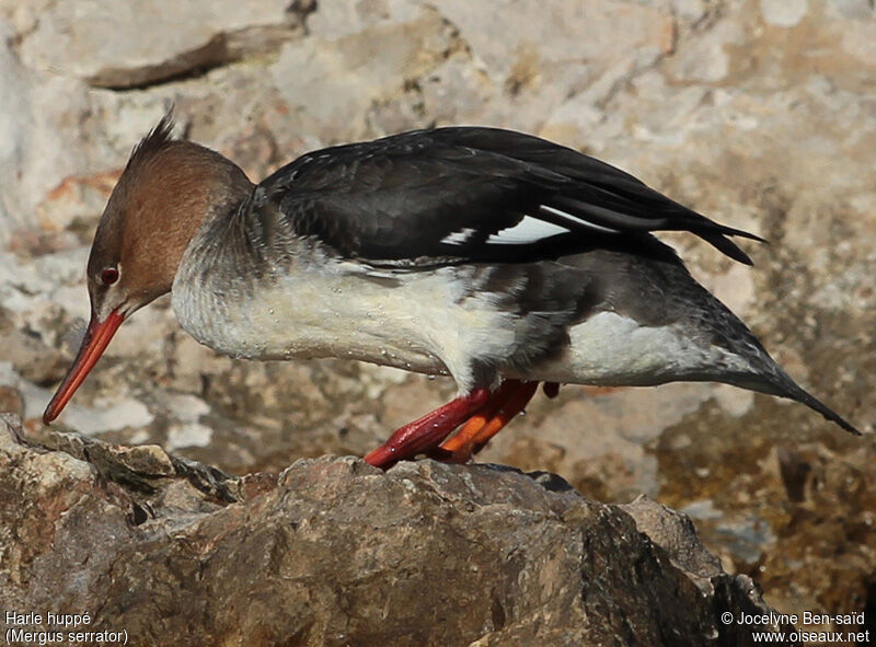 Red-breasted Merganser