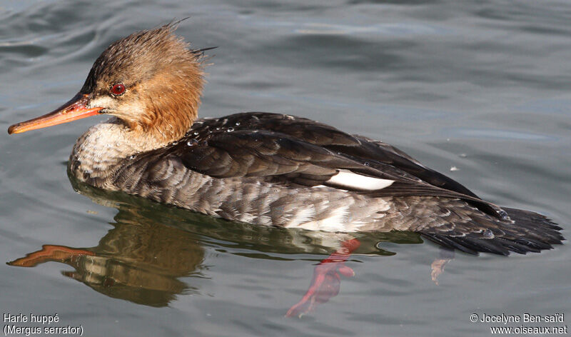 Red-breasted Merganser