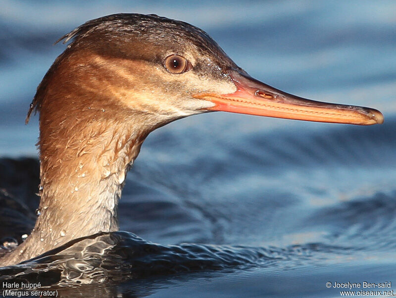 Red-breasted Merganser