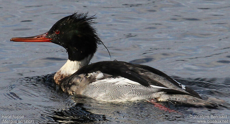 Red-breasted Merganser male