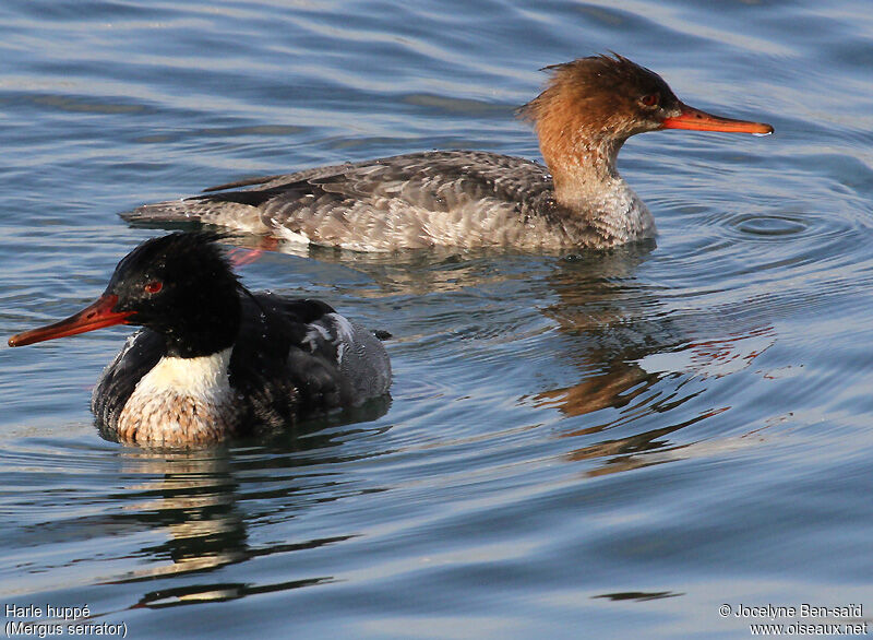 Red-breasted Merganseradult