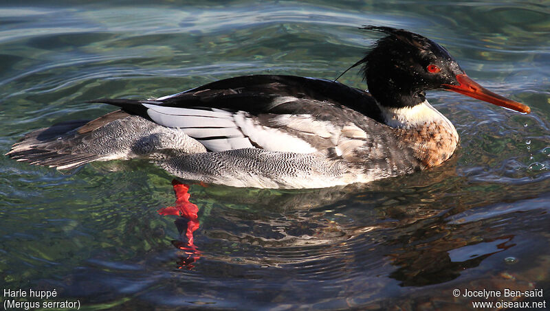 Red-breasted Merganser male