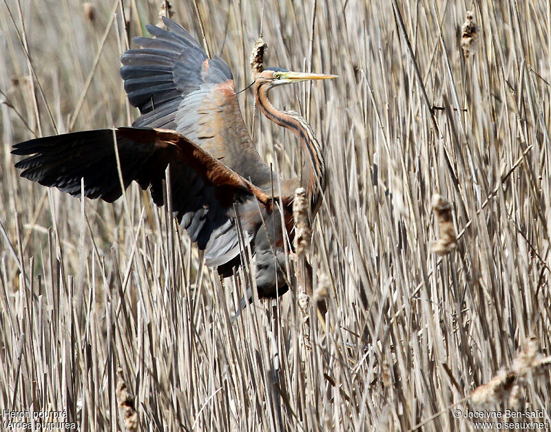 Purple Heron