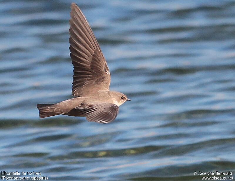 Eurasian Crag Martin