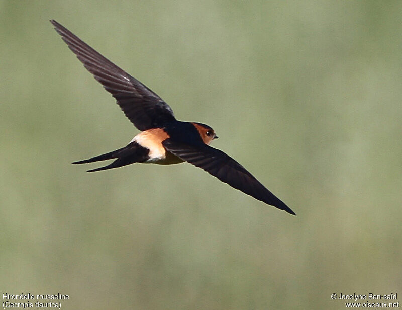 Red-rumped Swallow