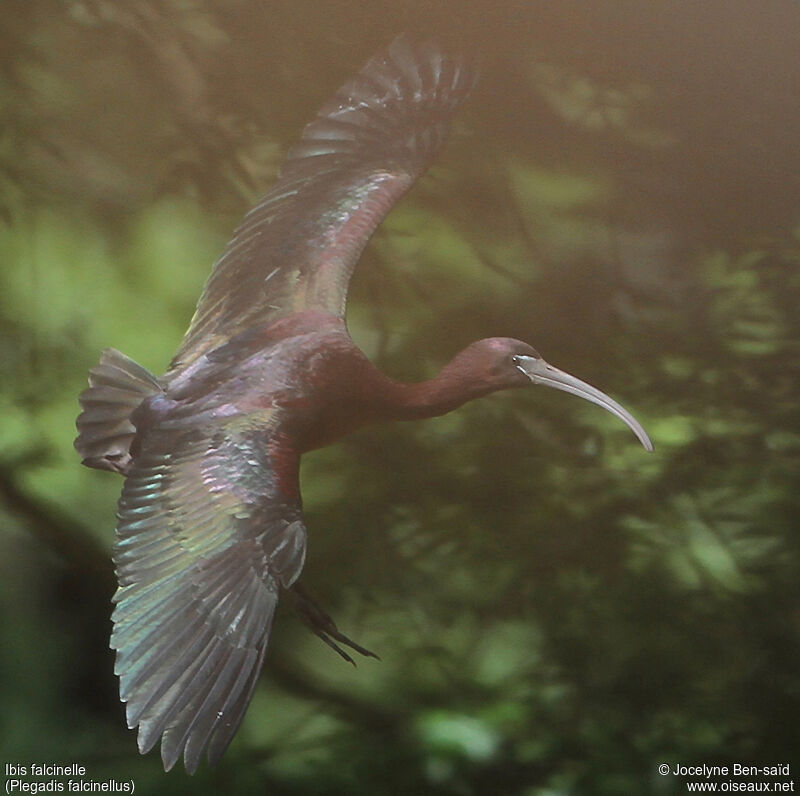 Glossy Ibis