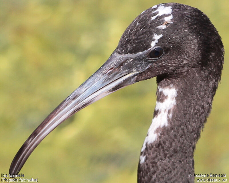 Ibis falcinelleimmature