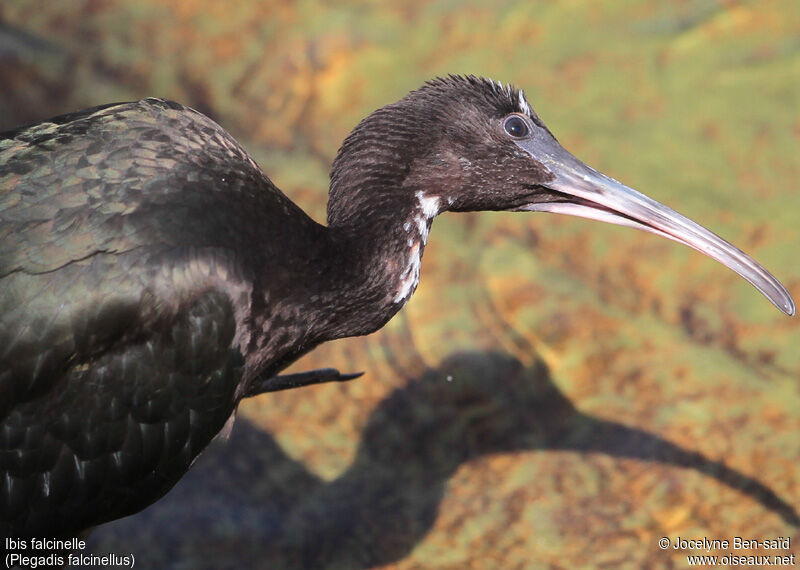 Ibis falcinelleimmature