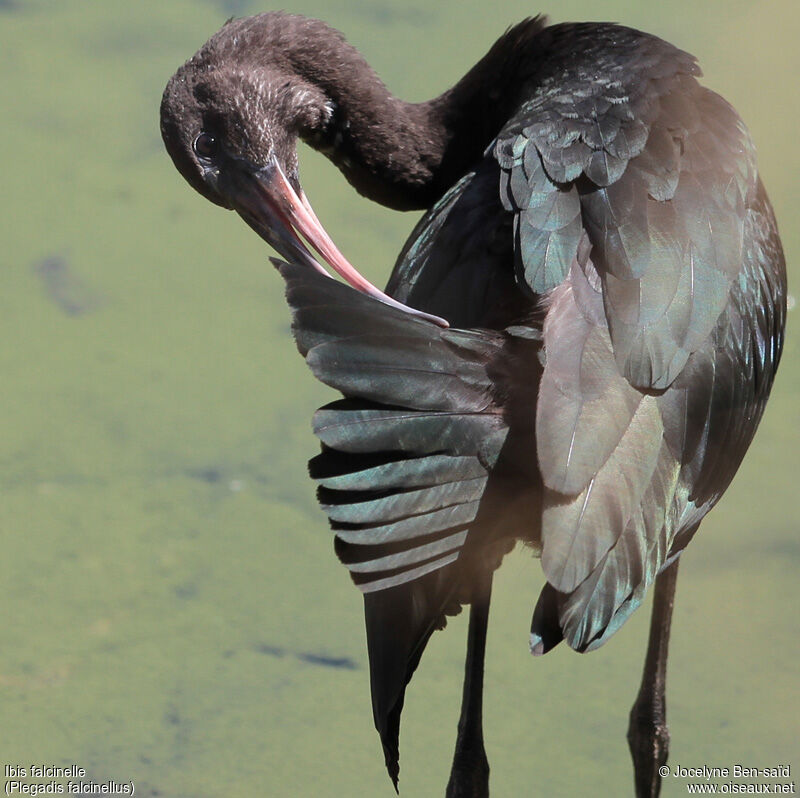 Ibis falcinelleimmature