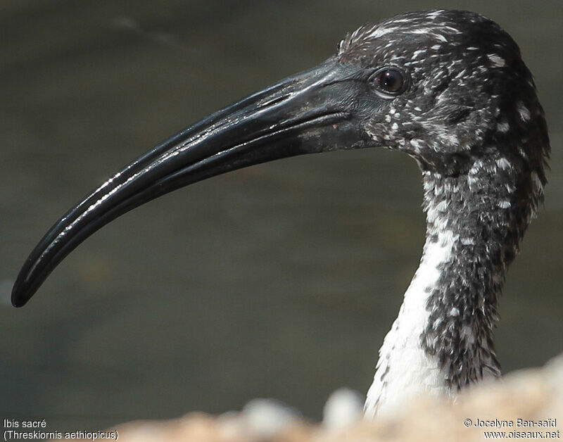 African Sacred Ibis