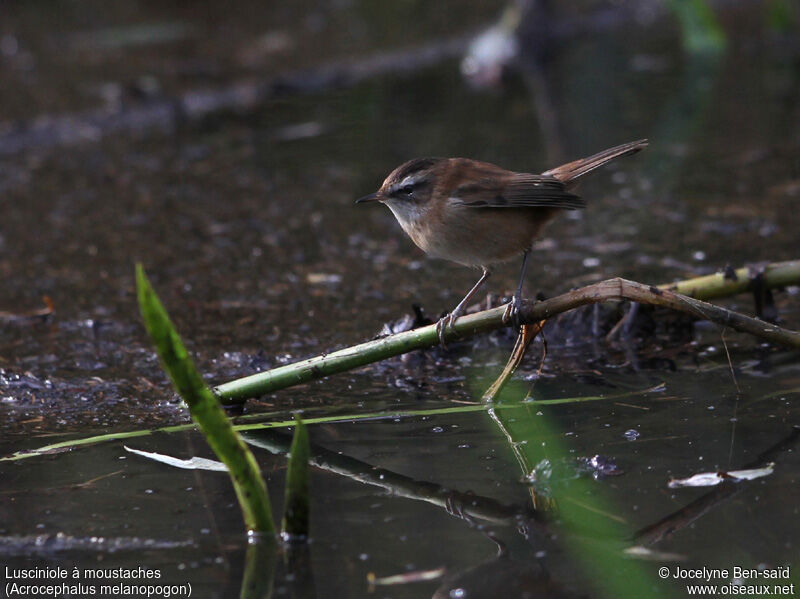 Moustached Warbler