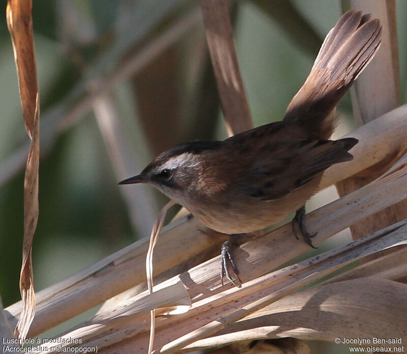 Moustached Warbler