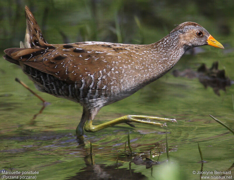 Spotted Crake