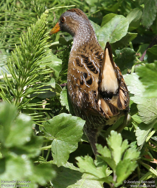 Spotted Crake