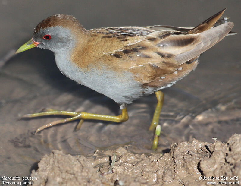 Little Crake male