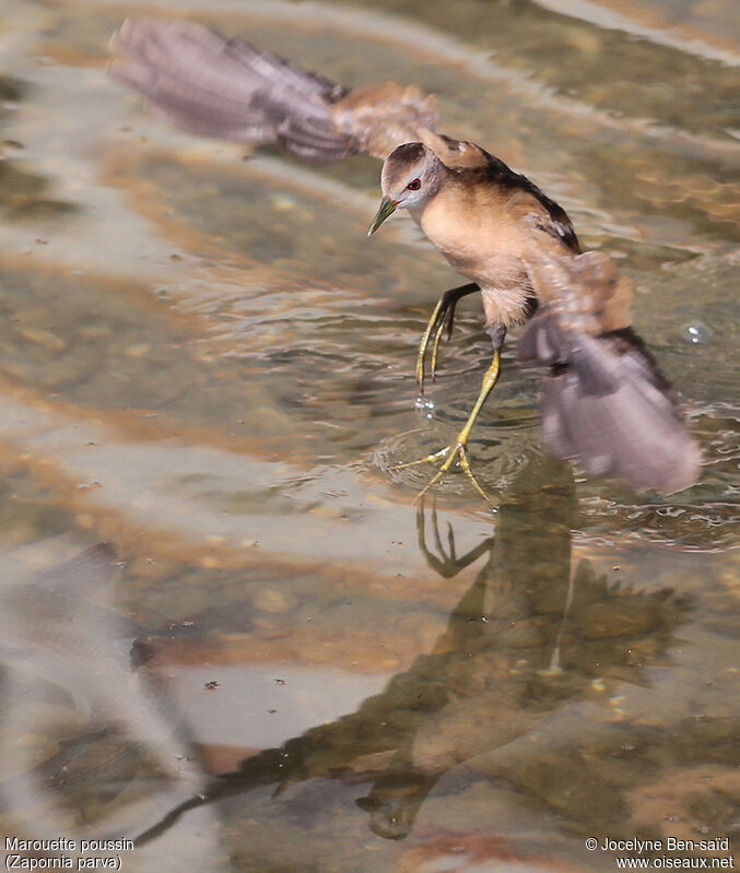 Little Crake female