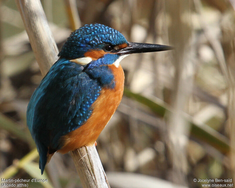 Common Kingfisher male