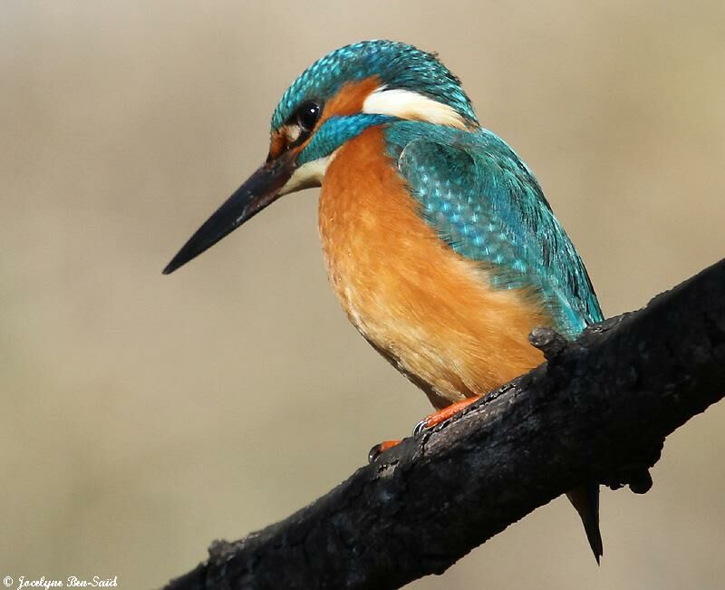 Martin-pêcheur d'Europe mâle