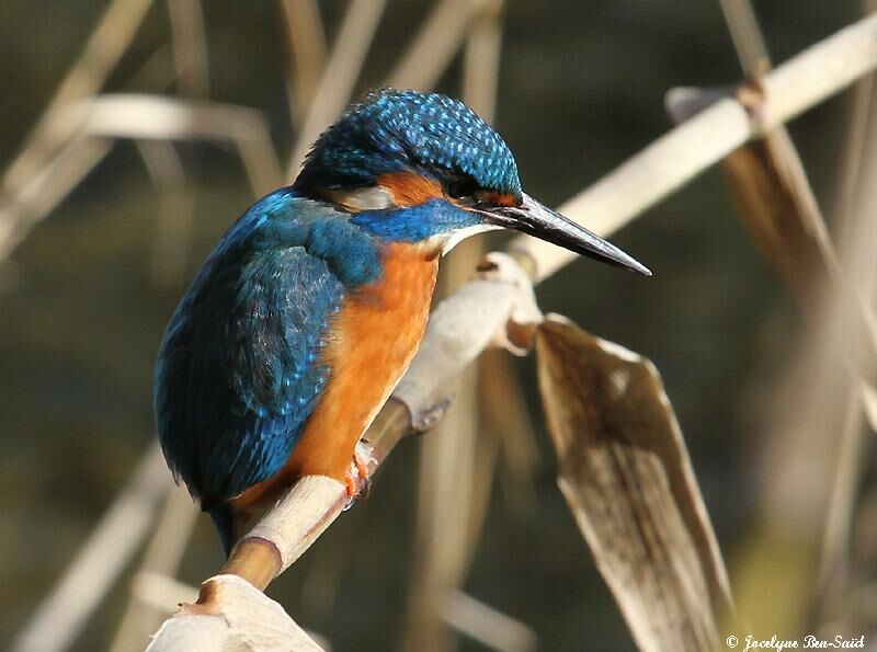 Martin-pêcheur d'Europe mâle