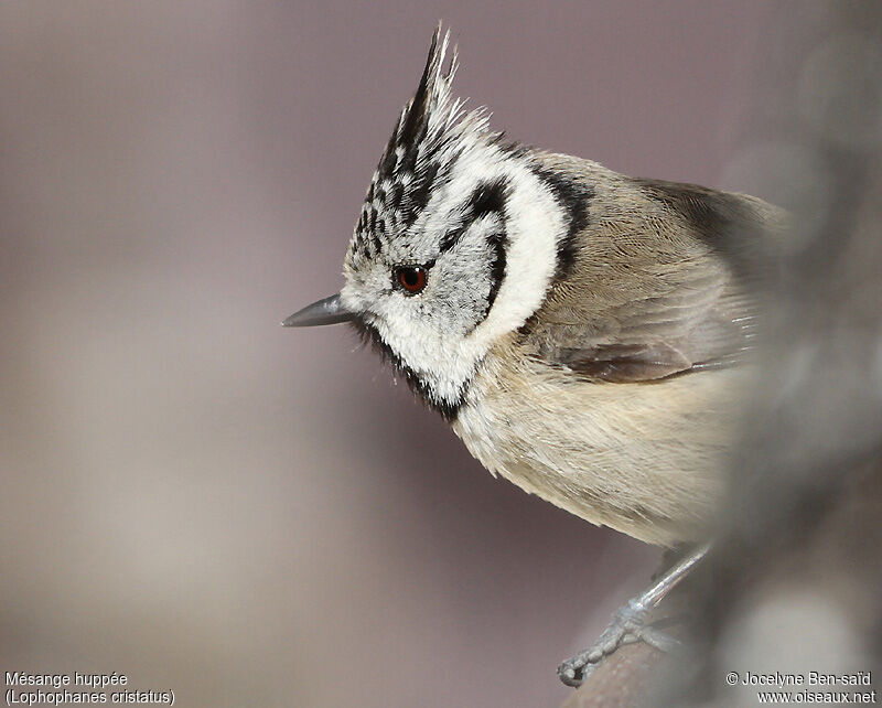 Mésange huppée