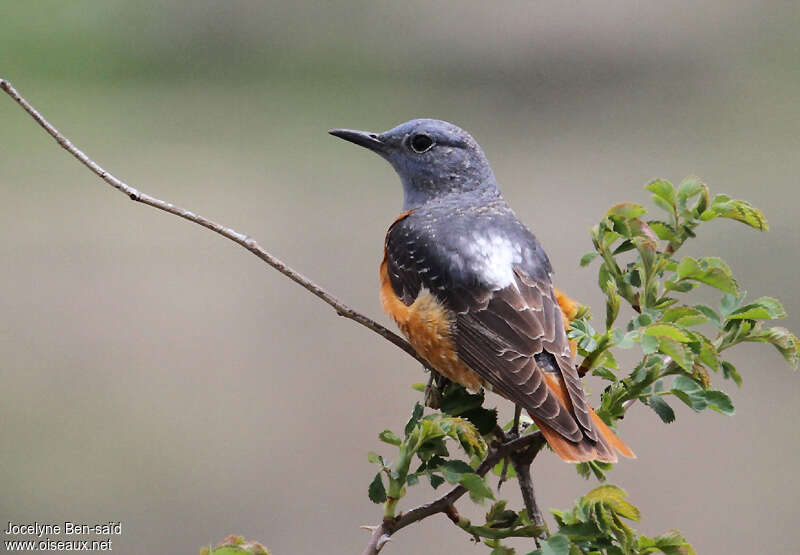 Common Rock Thrush male adult breeding, close-up portrait, pigmentation, Behaviour