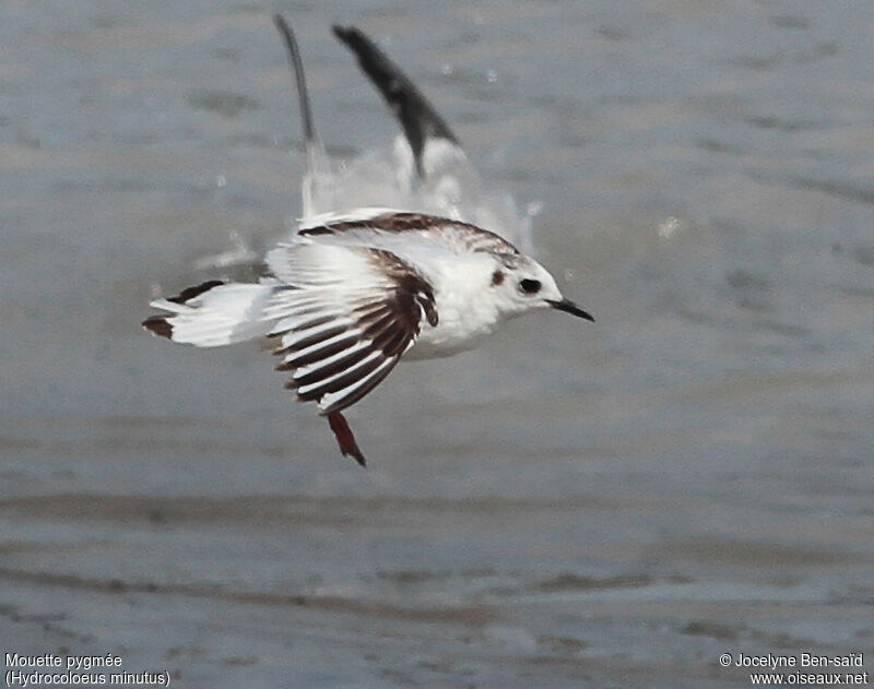 Mouette pygmée2ème année