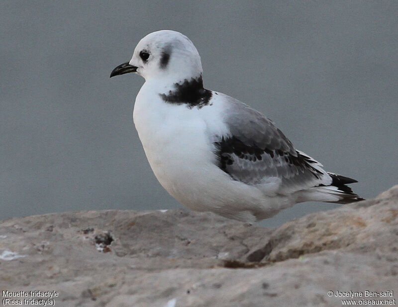 Mouette tridactyle2ème année