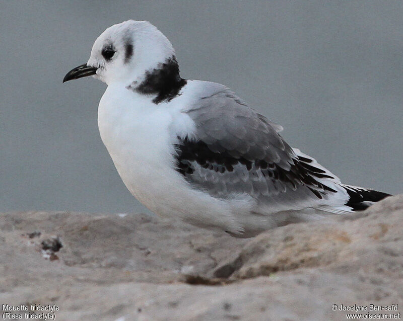 Mouette tridactyle2ème année