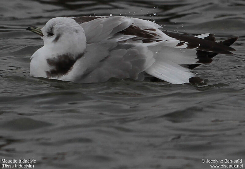 Mouette tridactyle2ème année