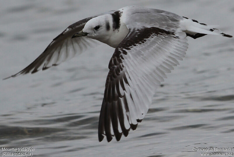 Mouette tridactyle2ème année