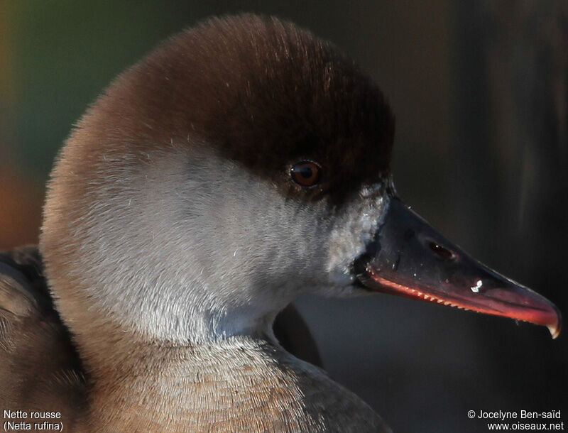 Red-crested Pochard female