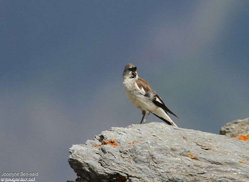 White-winged Snowfinchadult, habitat, pigmentation