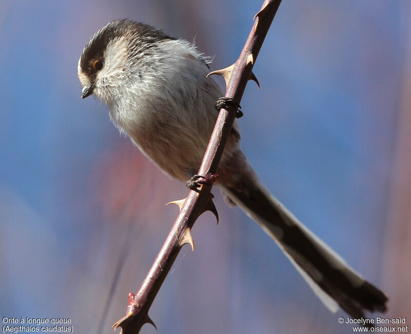 Long-tailed Tit