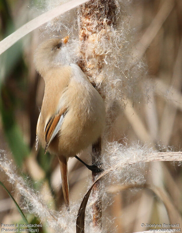 Bearded Reedling female adult