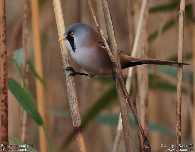 Bearded Reedling male