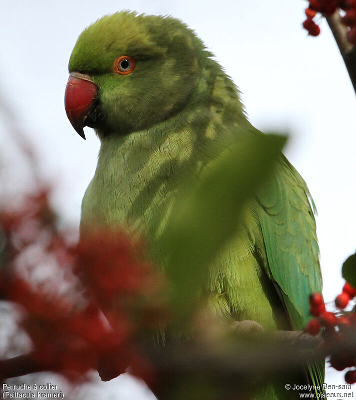 Rose-ringed Parakeet