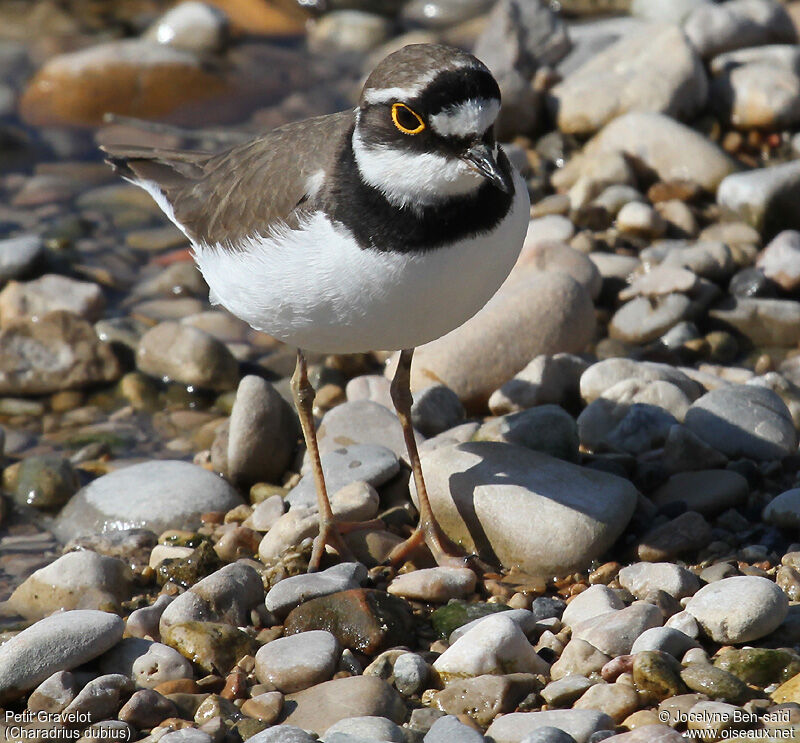 Little Ringed Plover