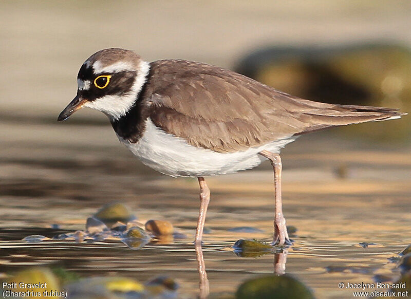 Little Ringed Plover